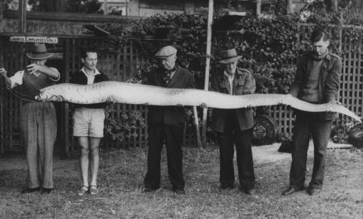 1954: Giant oar fish